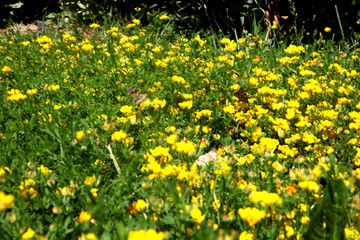 Summer landscape in the foreground meadow flowers with focus on a white butterfly on a flower
