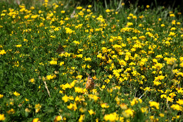 Summer landscape in the foreground meadow flowers with focus on a white butterfly on a flower