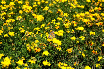 Summer landscape in the foreground meadow flowers with focus on a white butterfly on a flower