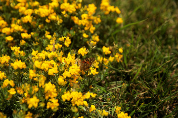 Fototapeta premium Summer landscape in the foreground meadow flowers with focus on a white butterfly on a flower