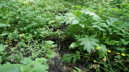 Forest stream in the bushes close-up in summer.