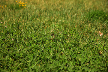 Summer landscape in the foreground meadow flowers with focus on a white butterfly on a flower