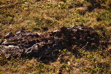 Cow Excrement in Mountains of Galicia, Covered with Valleys, Pine Forests, Meadows and Eucalyptus Forests in Rebedul. August 3, 2013. Rebedul, Lugo, Galicia, Spain. Rural Tourism, Nature.