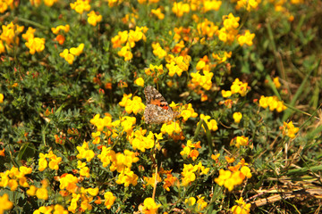 Obraz premium Summer landscape in the foreground meadow flowers with focus on a white butterfly on a flower