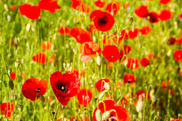 Field with red Common Poppy (Papaver rhoeas), of the poppy family Papaveraceae.
