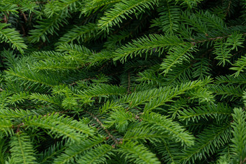 Fototapeta na wymiar Background Green Prickly Branches