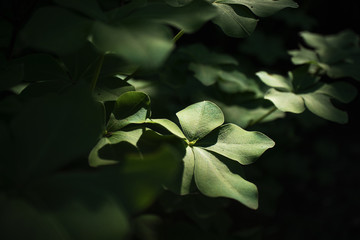 木の葉