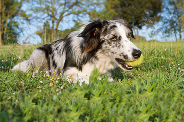 BORDER COLLIE DOG PLAYING A BALL AND LYING DOWN AT PARK