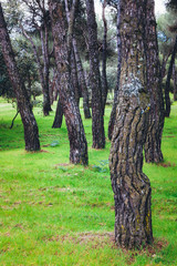 TREES IN PARK ON GREEN GRASS