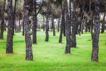 TREES IN PARK ON GREEN GRASS