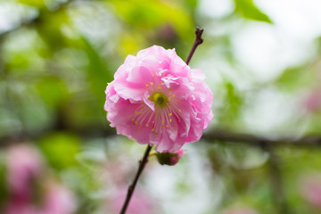 Flowering bush May pink roses in the garden