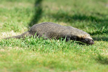 Little grison in Pampas environment, Patagonia, Argentina