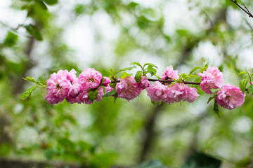 Flowering bush May pink roses in the garden