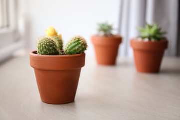 Green cactus in pot on table