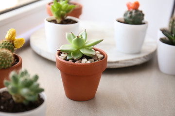 Green succulent in pot on table