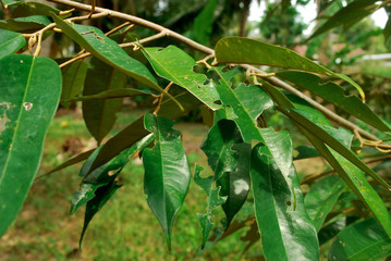 Durian leaves are diseased, durian trees start to grow new.