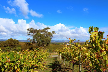 Fototapeta na wymiar Vineyard in South Australia
