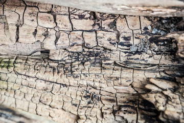 dry old cracked wood texture