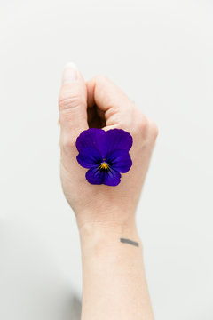 A purple pansy on a woman hand light like a butterfly.
