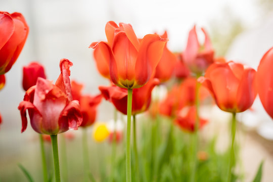 Photo of red tulips on blurred background