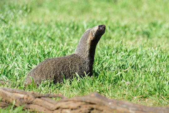 Little grison in Pampas environment, Patagonia, Argentina