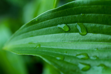 Water drops on large green leaves.