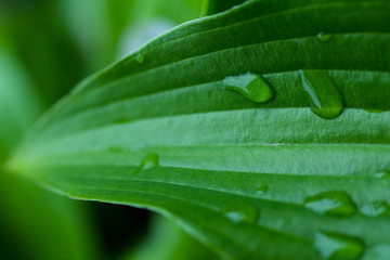 Obraz premium Water drops on large green leaves.
