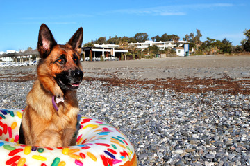 Close up portrait of German shepherd on the sunny pebble beach of Mediterranean Sea. Copy space for text.