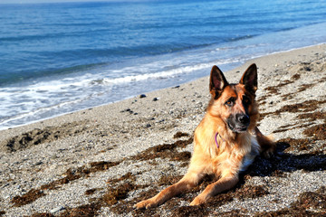Close up portrait of German shepherd on the sunny pebble beach of Mediterranean Sea. Copy space for text.