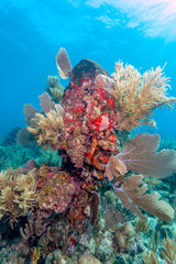 Coral garden in Caribbean