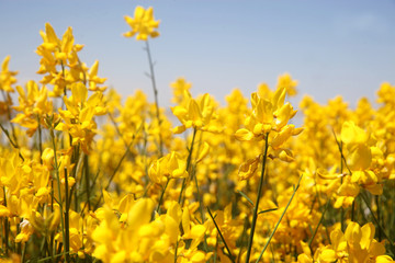Flowering of broom in spring, yellow flower flowering in spring 