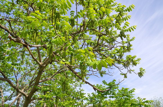 Manchurian nut (lat. Juglans mandshurica) on a Sunny spring day