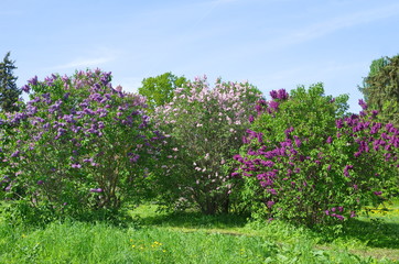 Blooming lilac of different varieties in the Botanical garden on a Sunny spring day