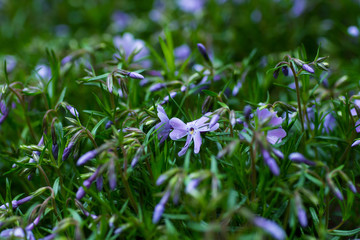 Blue flowers on a green background growing in a meadow