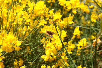 Butterfly on the flowering scotch broom (Invasive Species)