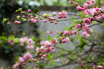 Flowering bush May pink roses in the garden