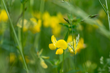 Fototapeta premium Lotus corniculatus yellow flowers macro