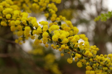 golden wattle, adelaide, australia