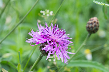 Fototapeta premium wild knapweed flower macro