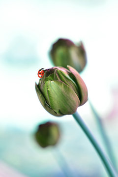 Red ladybird with black dots on a tulip in pastel colors.