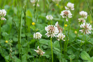 Trifolium repens,  white clover flowers in meadow