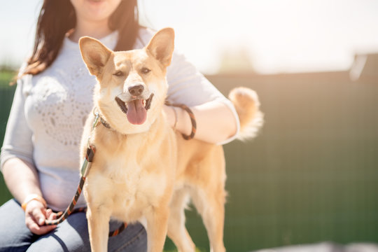 Photo of woman in jeans and white jacket sitting with ginger dog on leash on summer day