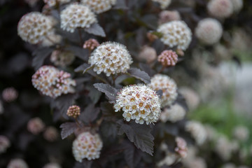 flowers in the summer garden