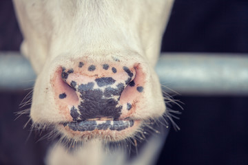 Macro nose of a cow on the farm