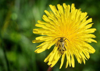 Beetle with long antennae on a yellow dandelion flower close-up