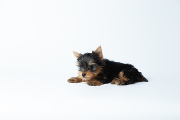 Little Cute Yorkshire terrier puppy stand on the white background , baby puppy isolated on white background , baby dog funny. Beautiful smiling dog.