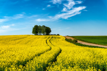 View along a farm road of flowering yellow canola