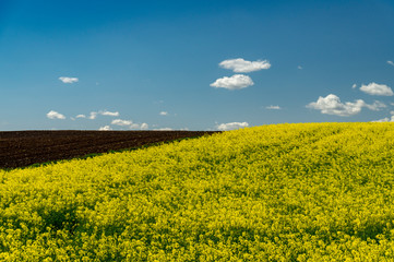 Obraz premium Flowering field of bright yellow rapeseed or colza