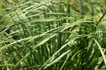 Closeup of the green grass covered dew