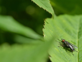 Black fly with red eyes close up, sitting on a green leaf